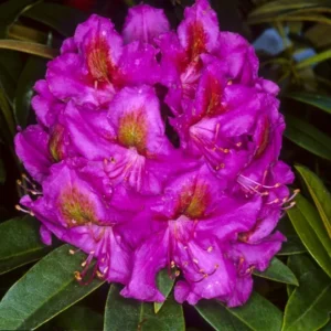 Red Eye Rhododendron Plant - Purple Flowers, 1-3 Year Old, Gallon Pot