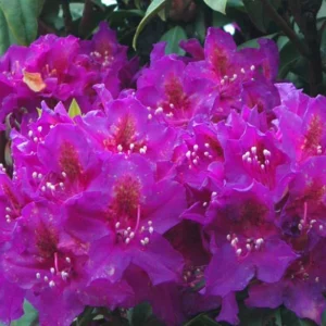Red Eye Rhododendron Plant - Purple Flowers, 1-3 Year Old, Gallon Pot