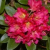 Red Gold Rhododendron Plant - Orange-Red Flowers - 1-3 Year Old - Gallon Pot