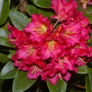 Red Gold Rhododendron Plant - Orange-Red Flowers - 1-3 Year Old - Gallon Pot