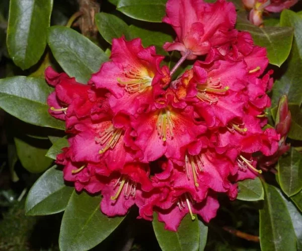 Red Gold Rhododendron Plant - Orange-Red Flowers - 1-3 Year Old - Gallon Pot