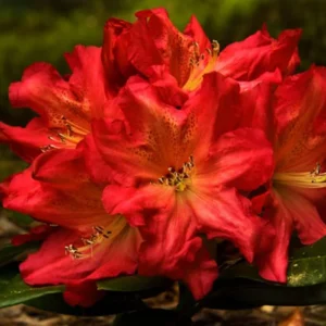 Red Gold Rhododendron Plant - Orange-Red Flowers - 1-3 Year Old - Gallon Pot