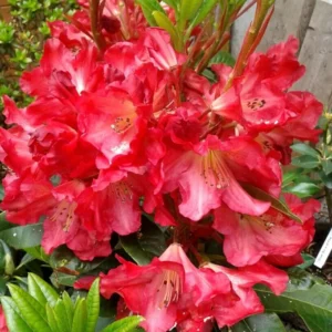 Red Gold Rhododendron Plant - Orange-Red Flowers - 1-3 Year Old - Gallon Pot