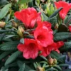 Red Rhododendron Plant - Gallon Pot Size - Flowering Shrub