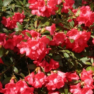 Red Rhododendron Plant - Gallon Pot Size - Flowering Shrub
