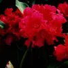 Red Rhododendron Plant Gallon Pot Size - The Honourable Jean Marie de Montague