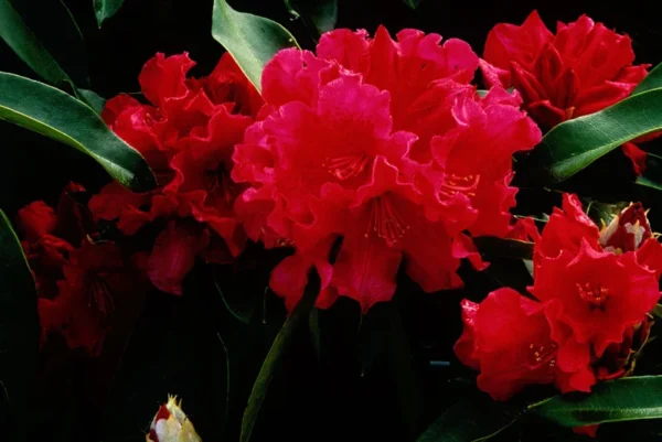 Red Rhododendron Plant Gallon Pot Size - The Honourable Jean Marie de Montague