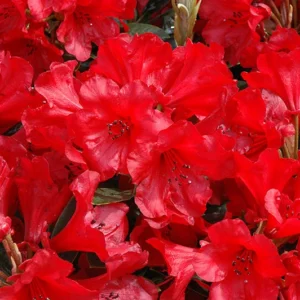 Red Rhododendron Plant Gallon Pot Size - The Honourable Jean Marie de Montague