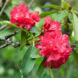 Red Rhododendron Plant Gallon Pot Size - The Honourable Jean Marie de Montague