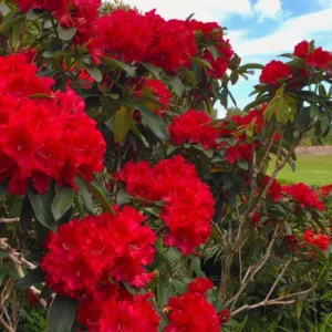 Red Rhododendron Plant Gallon Pot Size - The Honourable Jean Marie de Montague