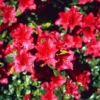 Red Rhododendron Plant - Vuyk's Scarlet - 1 Gallon - Vibrant Blooms