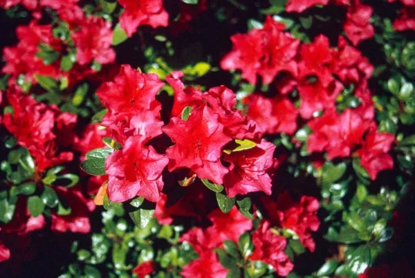 Red Rhododendron Plant - Vuyk's Scarlet - 1 Gallon - Vibrant Blooms