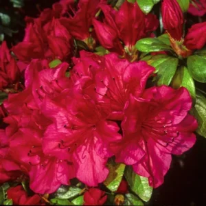 Red Rhododendron Plant - Vuyk's Scarlet - 1 Gallon - Vibrant Blooms