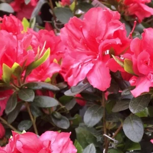 Red Rhododendron Plant - Vuyk's Scarlet - 1 Gallon - Vibrant Blooms