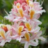 Rhododendron 'Big Frilly' Azalea Plant - 1 Gallon - White-Pink Flowers - 1-3 Year Old