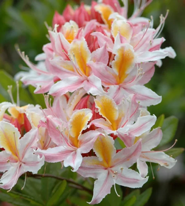 Rhododendron 'Big Frilly' Azalea Plant - 1 Gallon - White-Pink Flowers - 1-3 Year Old