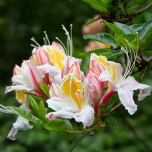 Rhododendron 'Big Frilly' Azalea Plant - 1 Gallon - White-Pink Flowers - 1-3 Year Old