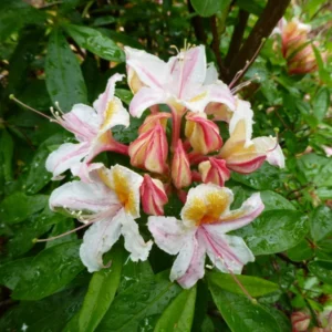 Rhododendron 'Big Frilly' Azalea Plant - 1 Gallon - White-Pink Flowers - 1-3 Year Old