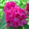 Rhododendron Plant - Besse Howells Rosy Pink Flowers Gallon Pot 1-3 Year Old