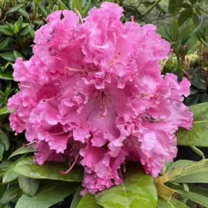 Rhododendron Plant - Besse Howells Rosy Pink Flowers Gallon Pot 1-3 Year Old