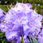 Rhododendron Plant Blue-Purple Flowers, 1-3 Year Old, Gallon Pot Size