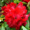 Rhododendron Plant - Bright Red Flowers, Gallon Pot Size, 1-3 Year Old Azalea