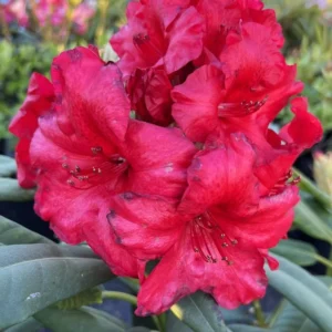 Rhododendron Plant - Bright Red Flowers, Gallon Pot Size, 1-3 Year Old Azalea