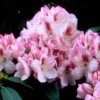 Rhododendron Plant Lady de Rothschild White Flowers Gallon Pot Size