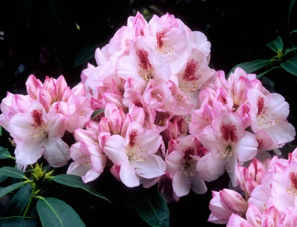Rhododendron Plant Lady de Rothschild White Flowers Gallon Pot Size