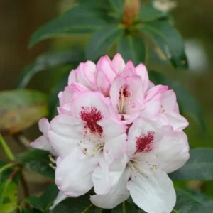 Rhododendron Plant Lady de Rothschild White Flowers Gallon Pot Size