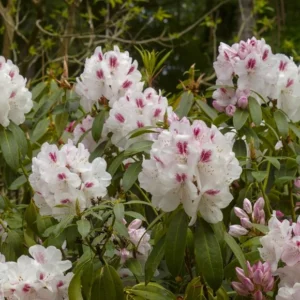 Rhododendron Plant Lady de Rothschild White Flowers Gallon Pot Size