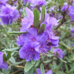 Rhododendron Plant: Lavender-Blue Flowers, Gallon Pot, 1-3 Year Old Rhododendron