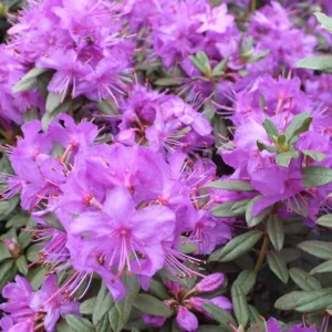 Rhododendron Plant: Lavender-Blue Flowers, Gallon Pot, 1-3 Year Old Rhododendron