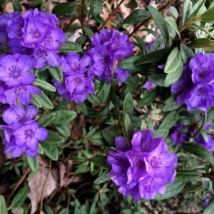 Rhododendron Plant: Lavender-Blue Flowers, Gallon Pot, 1-3 Year Old Rhododendron