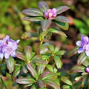 Rhododendron Plant: Lavender-Blue Flowers, Gallon Pot, 1-3 Year Old Rhododendron