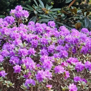 Rhododendron Plant: Lavender-Blue Flowers, Gallon Pot, 1-3 Year Old Rhododendron