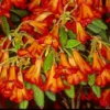 Rhododendron Plant - Orange Flowers, Dwarf Size, Gallon Pot, 1-3 Year Old