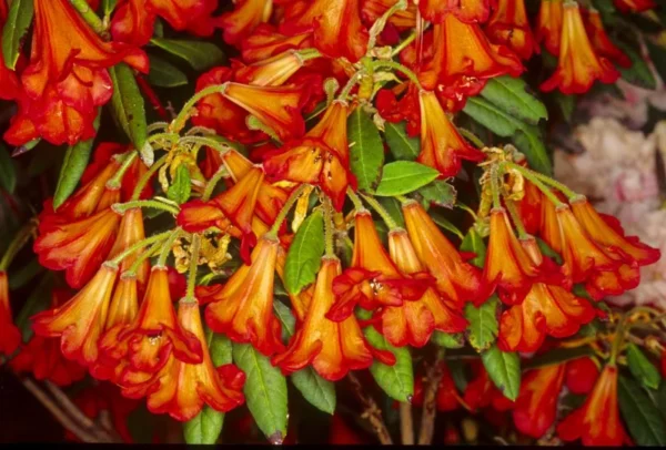 Rhododendron Plant - Orange Flowers, Dwarf Size, Gallon Pot, 1-3 Year Old