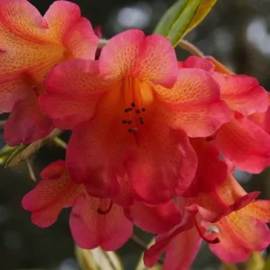 Rhododendron Plant - Orange Flowers, Dwarf Size, Gallon Pot, 1-3 Year Old