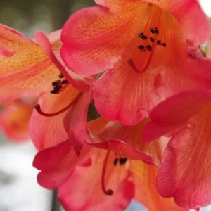Rhododendron Plant - Orange Flowers, Dwarf Size, Gallon Pot, 1-3 Year Old