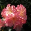 Rhododendron Plant Orange Peach Flowers - 1-3 Year Old Gallon Pot Azalea Rhododendron