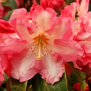Rhododendron Plant Orange Peach Flowers - 1-3 Year Old Gallon Pot Azalea Rhododendron