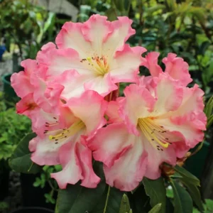 Rhododendron Plant Orange Peach Flowers - 1-3 Year Old Gallon Pot Azalea Rhododendron