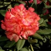 Rhododendron Plant Orange Red Flowers, Gallon Pot, 1-3 Year Old Azalea