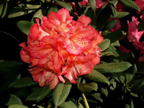 Rhododendron Plant Orange Red Flowers, Gallon Pot, 1-3 Year Old Azalea