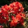 Rhododendron Plant: Orange-Red Flowers, Gallon Pot Size, Azalea Plant