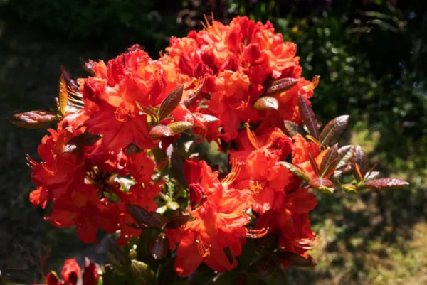 Rhododendron Plant: Orange-Red Flowers, Gallon Pot Size, Azalea Plant