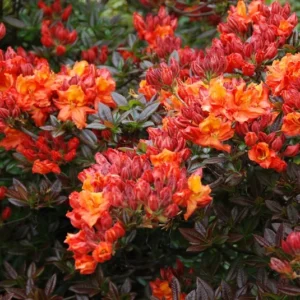 Rhododendron Plant: Orange-Red Flowers, Gallon Pot Size, Azalea Plant