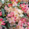 Rhododendron Plant Peach Yellow Flowers - 1 Gallon Pot - Dwarf Rhododendron