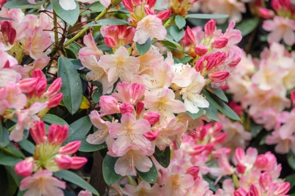 Rhododendron Plant Peach Yellow Flowers - 1 Gallon Pot - Dwarf Rhododendron